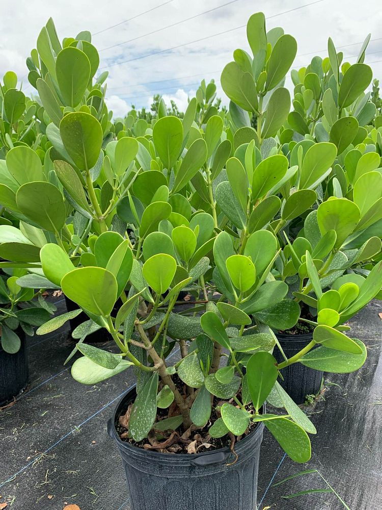 clusia-guttifera-small-leaf-clusia
