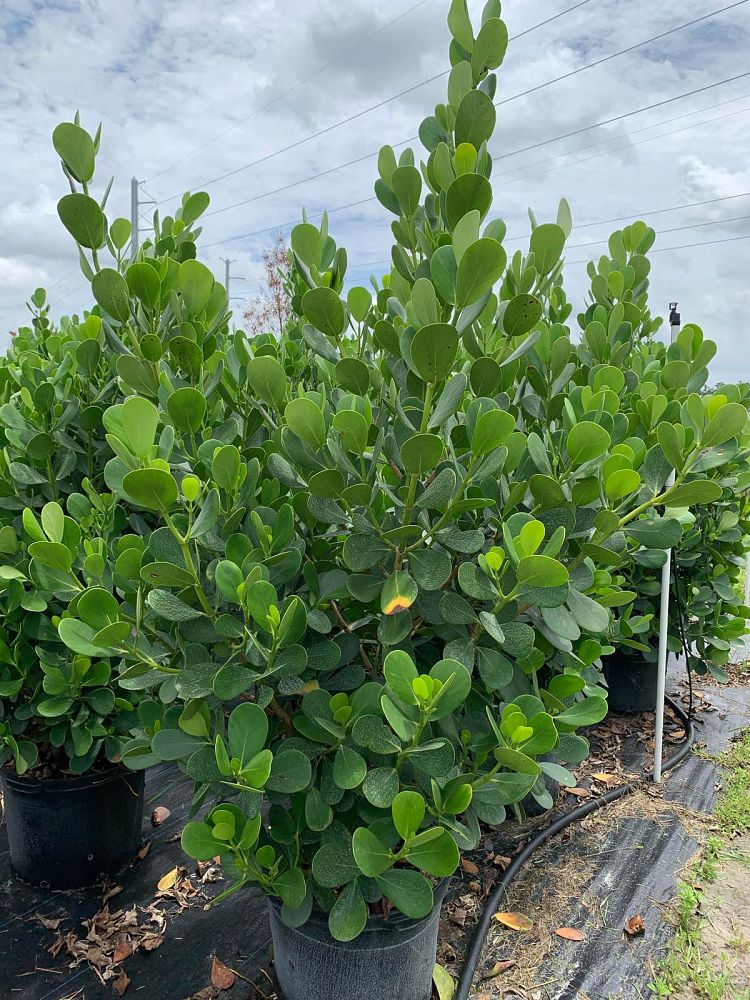 clusia-guttifera-small-leaf-clusia
