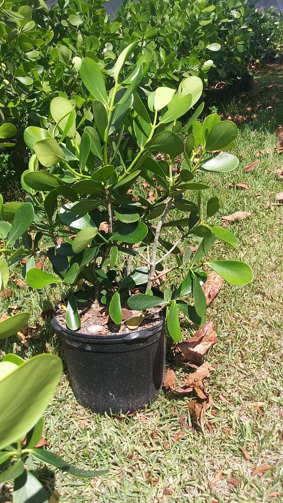 clusia-guttifera-small-leaf-clusia