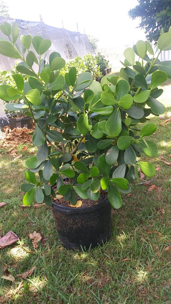 clusia-guttifera-small-leaf-clusia