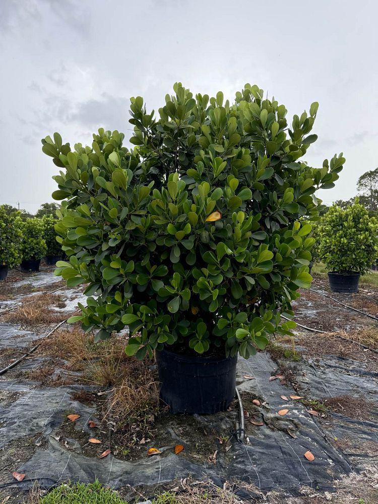 clusia-guttifera-small-leaf-clusia