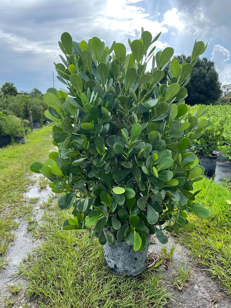 clusia-guttifera-small-leaf-clusia