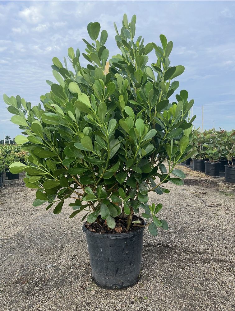 clusia-guttifera-small-leaf-clusia