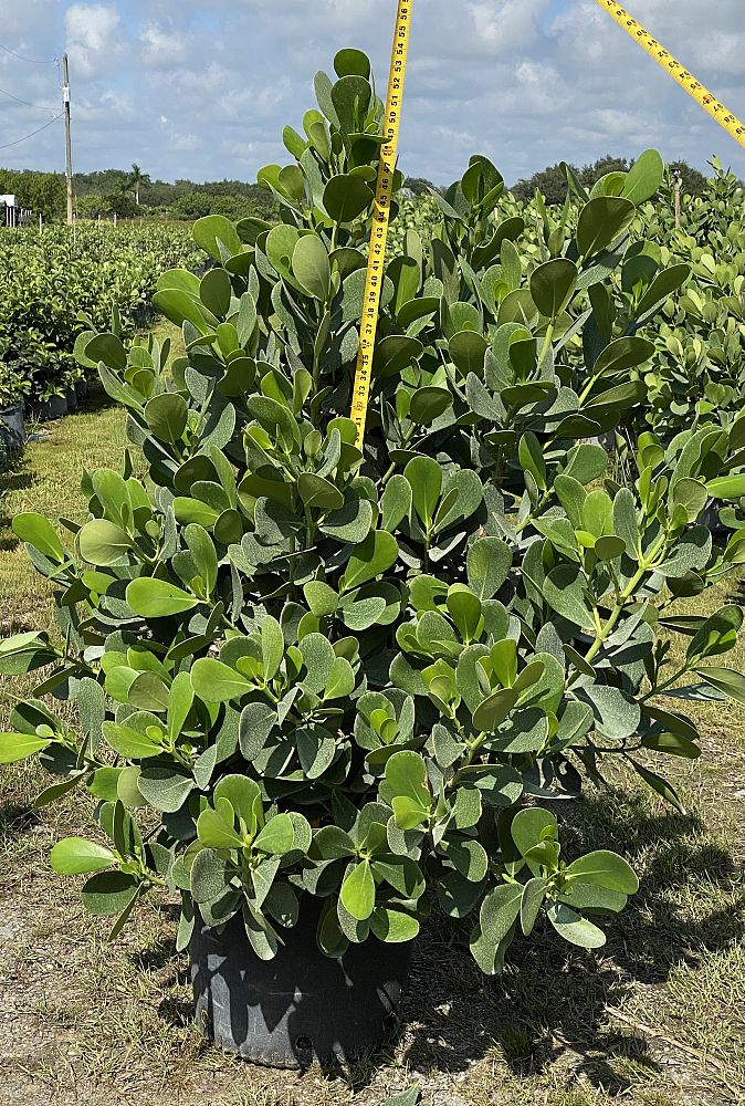 clusia-guttifera-small-leaf-clusia