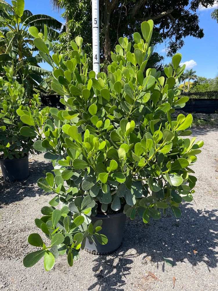 clusia-guttifera-small-leaf-clusia