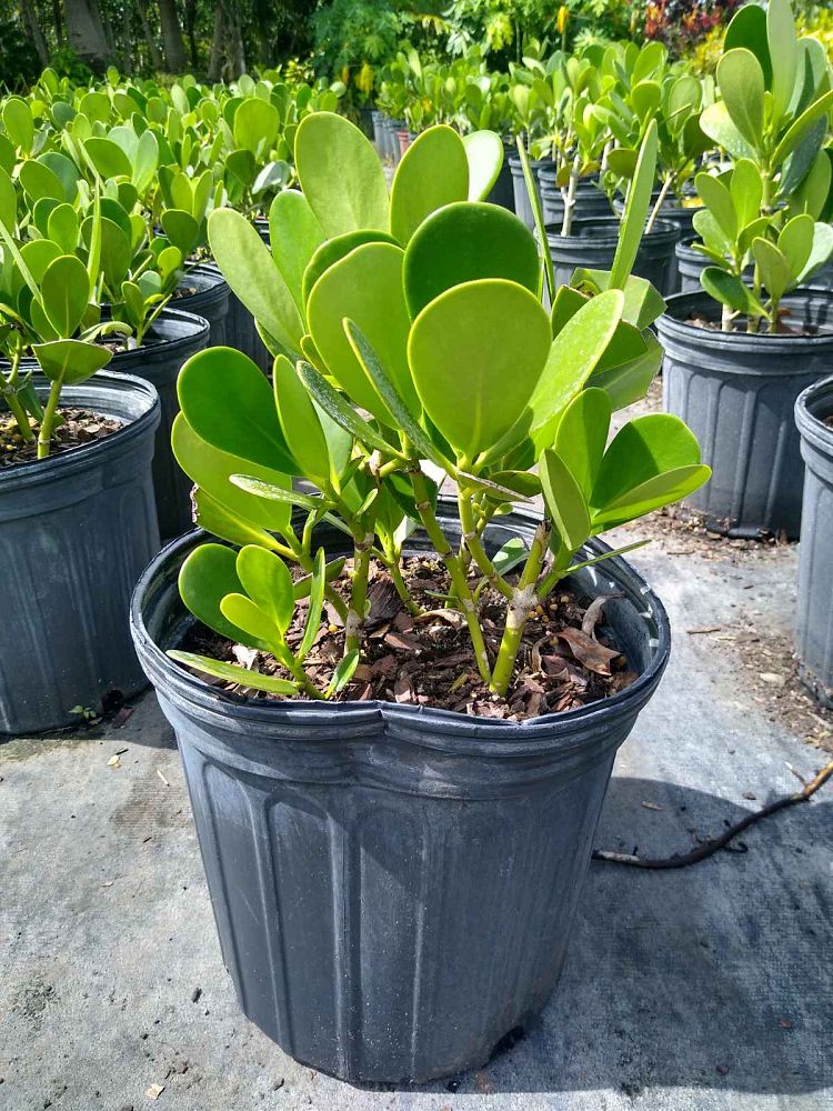 clusia-guttifera-small-leaf-clusia