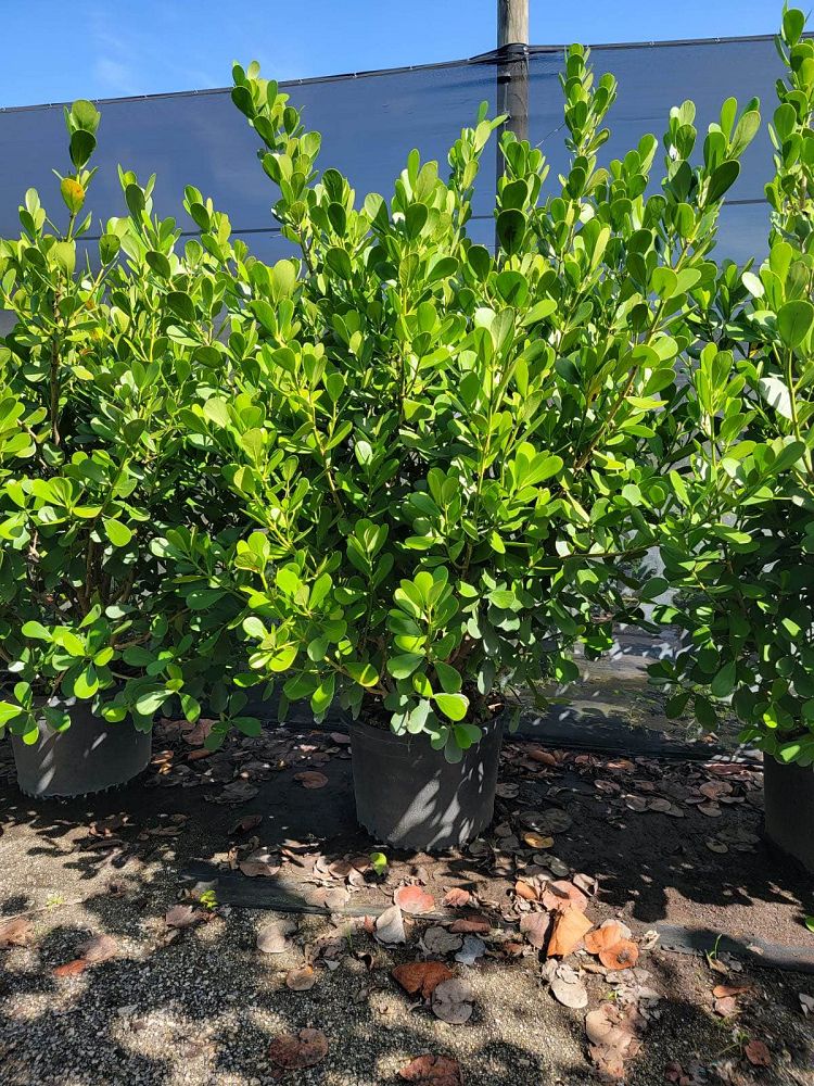 clusia-guttifera-small-leaf-clusia
