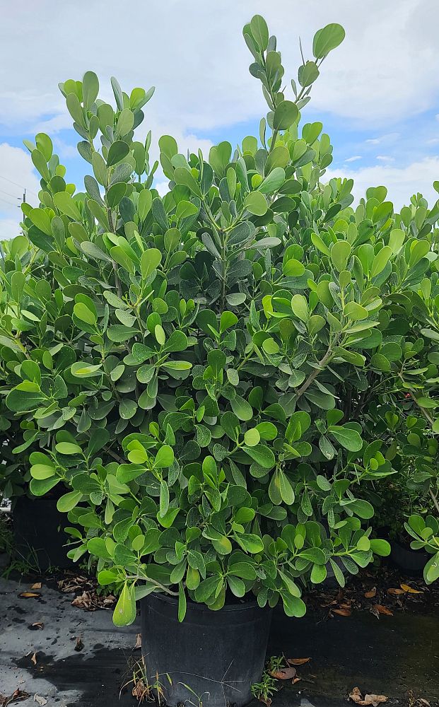 clusia-guttifera-small-leaf-clusia