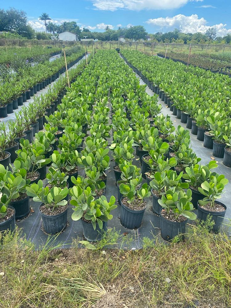 clusia-guttifera-small-leaf-clusia