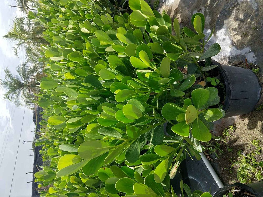clusia-guttifera-small-leaf-clusia