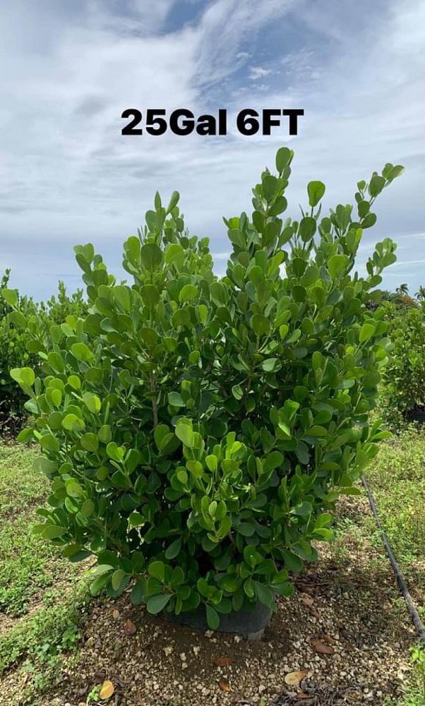 clusia-guttifera-small-leaf-clusia