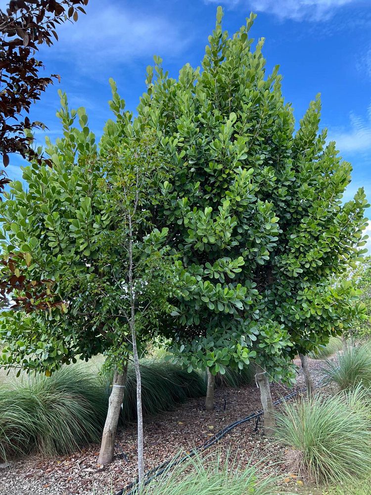 clusia-guttifera-small-leaf-clusia