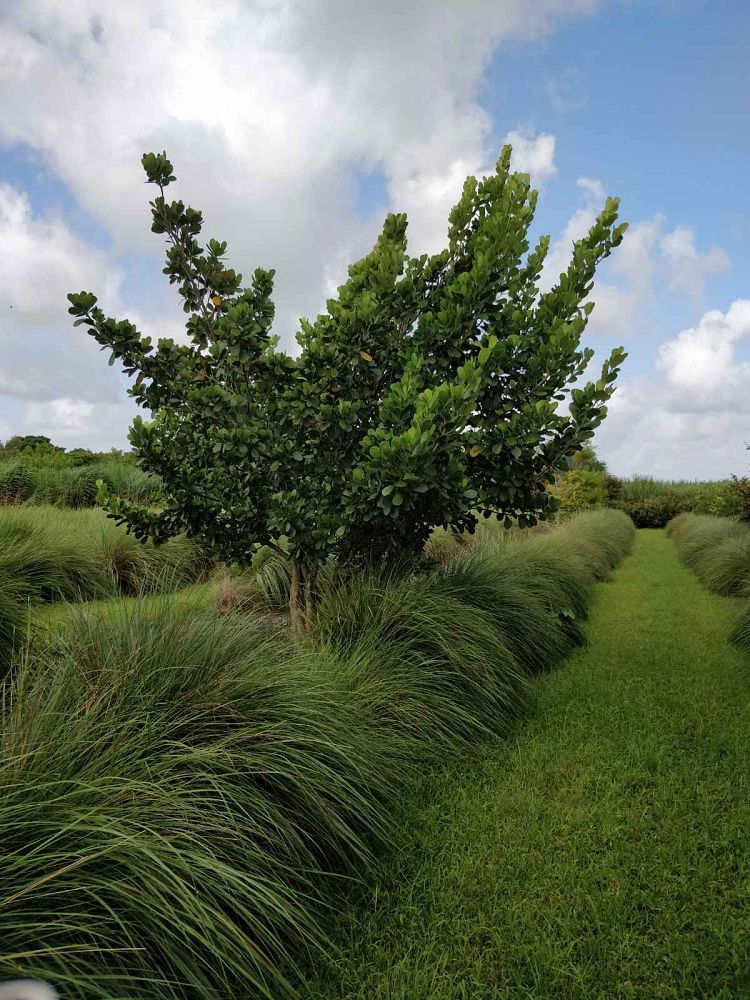 clusia-guttifera-small-leaf-clusia