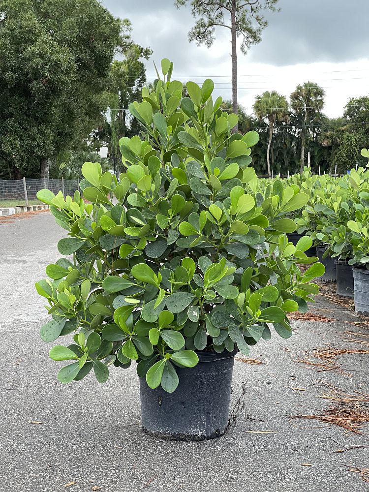 clusia-guttifera-small-leaf-clusia