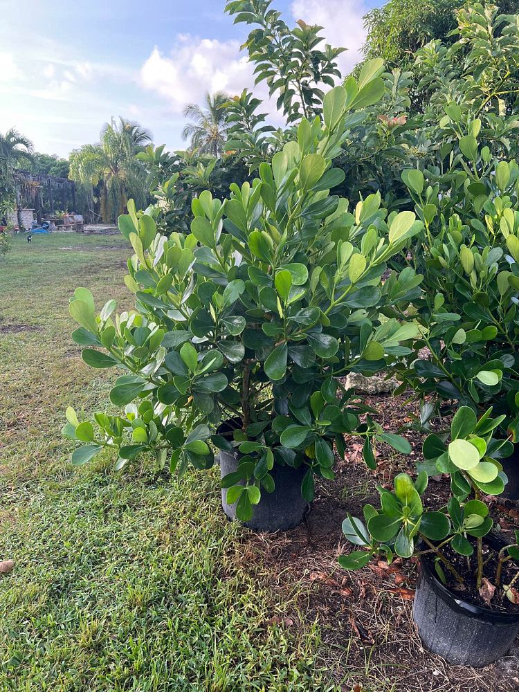 clusia-guttifera-small-leaf-clusia
