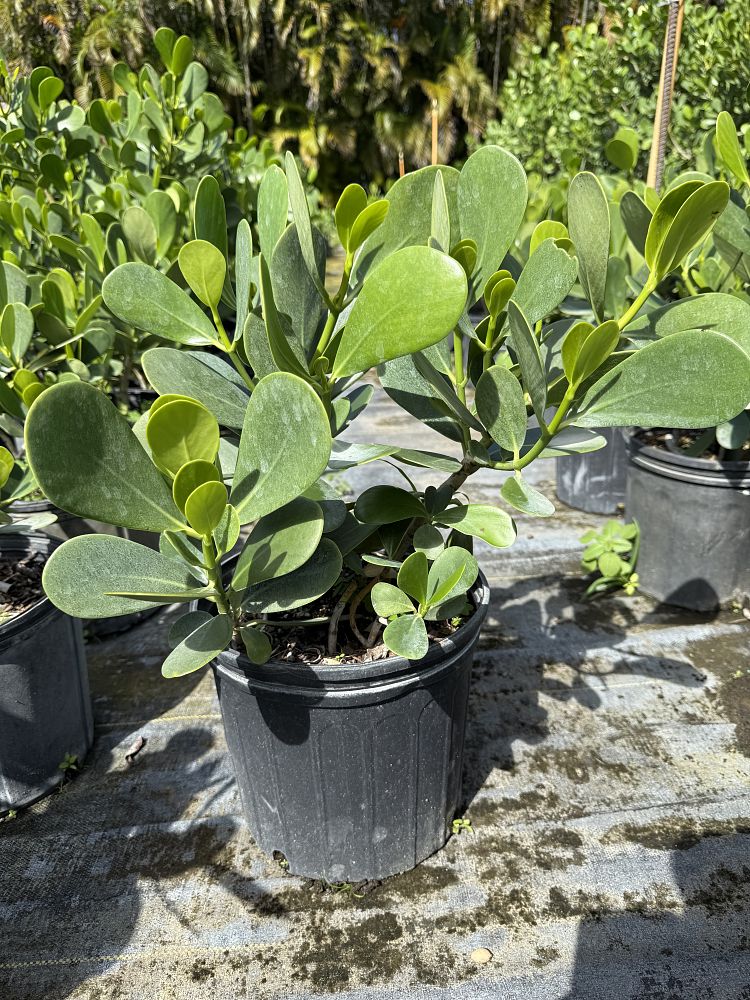 clusia-guttifera-small-leaf-clusia