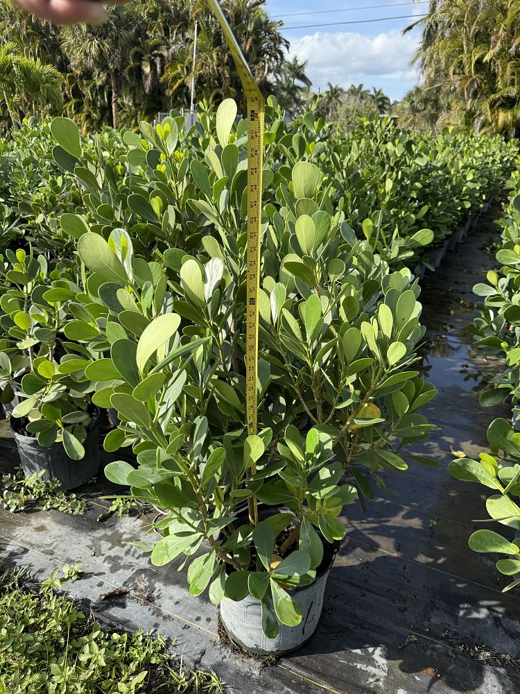 clusia-guttifera-small-leaf-clusia