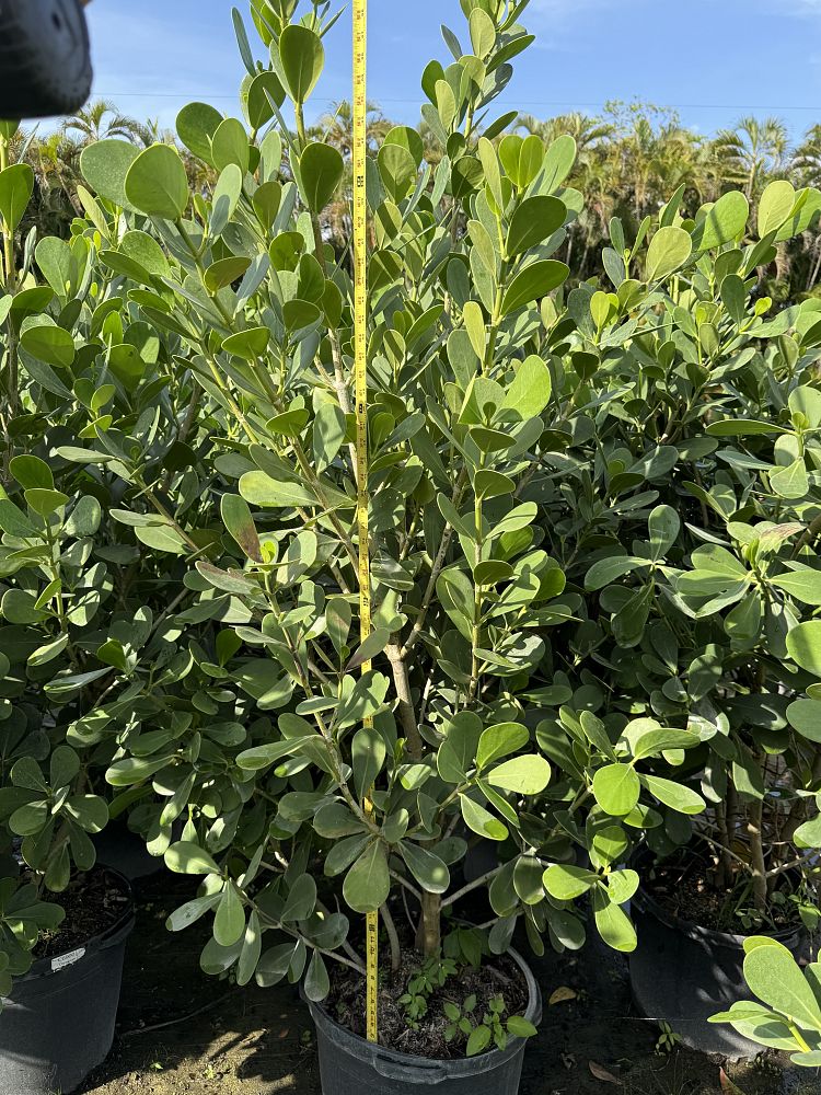 clusia-guttifera-small-leaf-clusia
