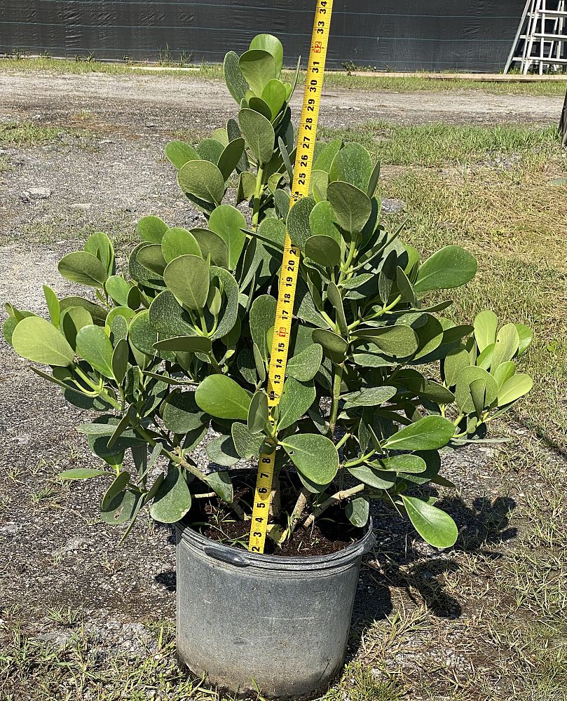 clusia-guttifera-small-leaf-clusia