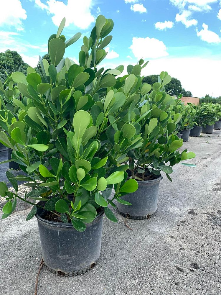 clusia-guttifera-small-leaf-clusia