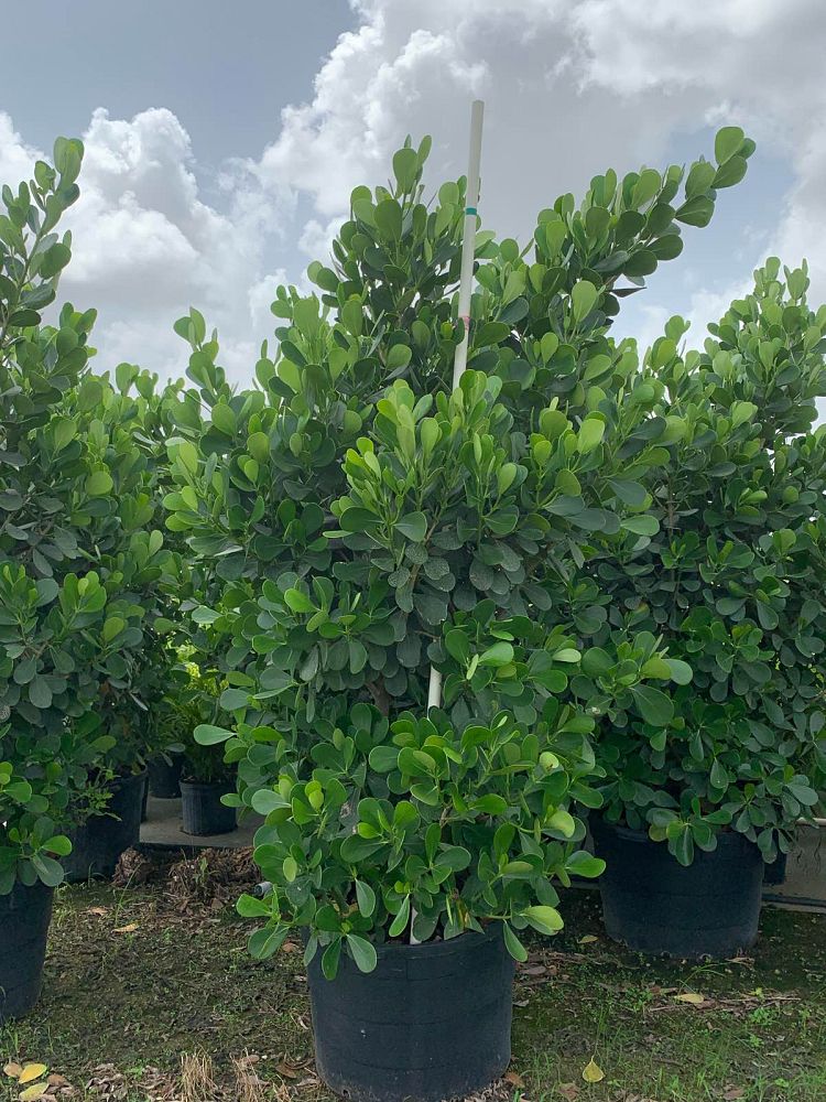 clusia-guttifera-small-leaf-clusia