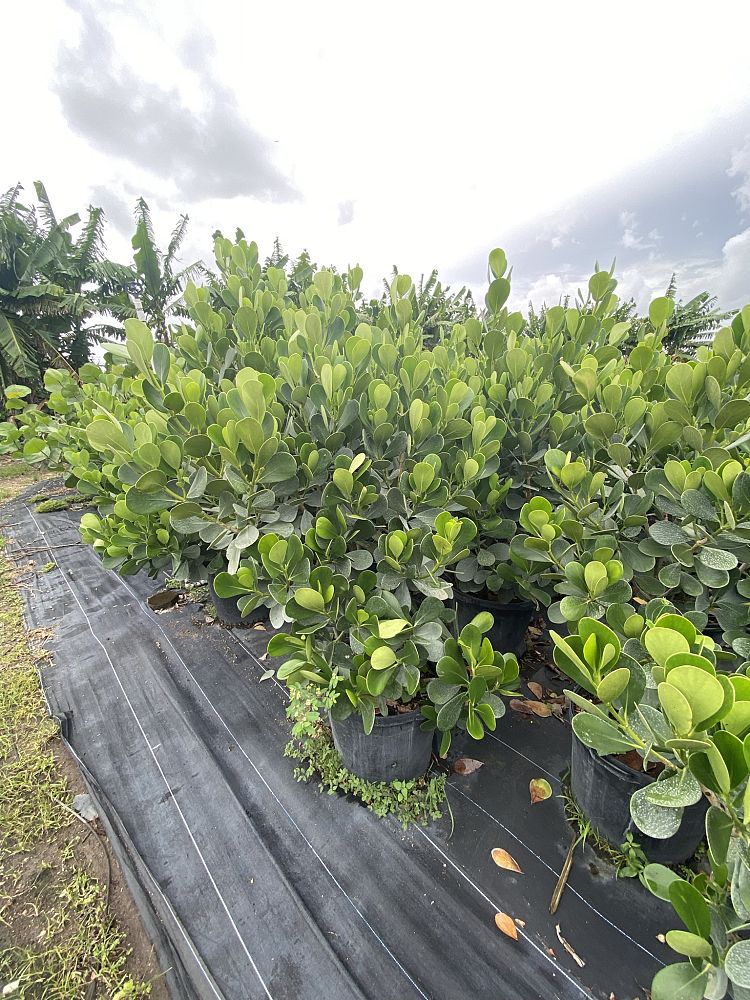 clusia-guttifera-small-leaf-clusia