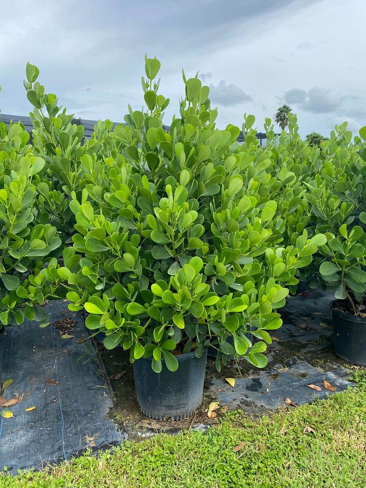 clusia-guttifera-small-leaf-clusia