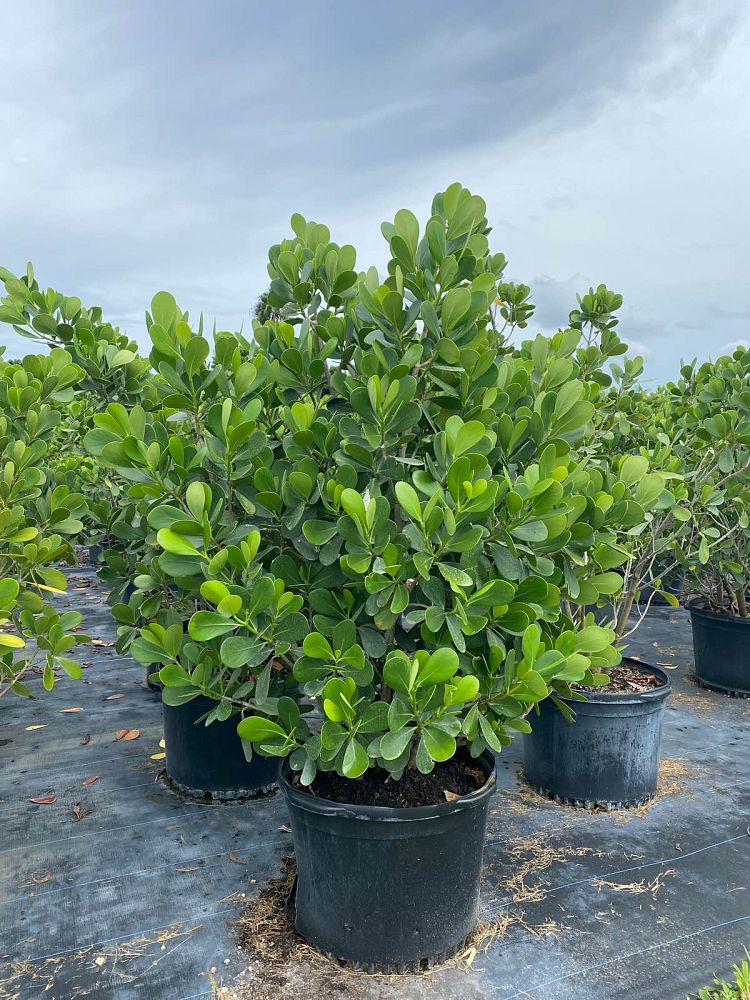 clusia-guttifera-small-leaf-clusia