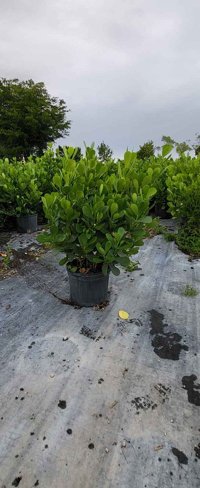 clusia-guttifera-small-leaf-clusia