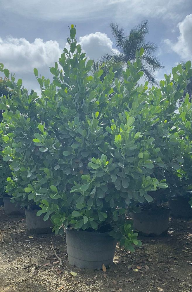 clusia-guttifera-small-leaf-clusia