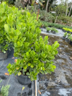 clusia-guttifera-small-leaf-clusia