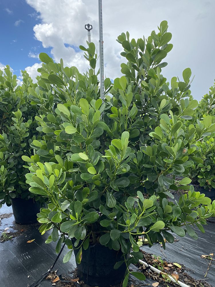 clusia-guttifera-small-leaf-clusia