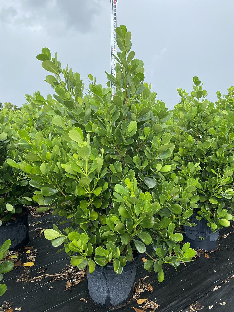 clusia-guttifera-small-leaf-clusia
