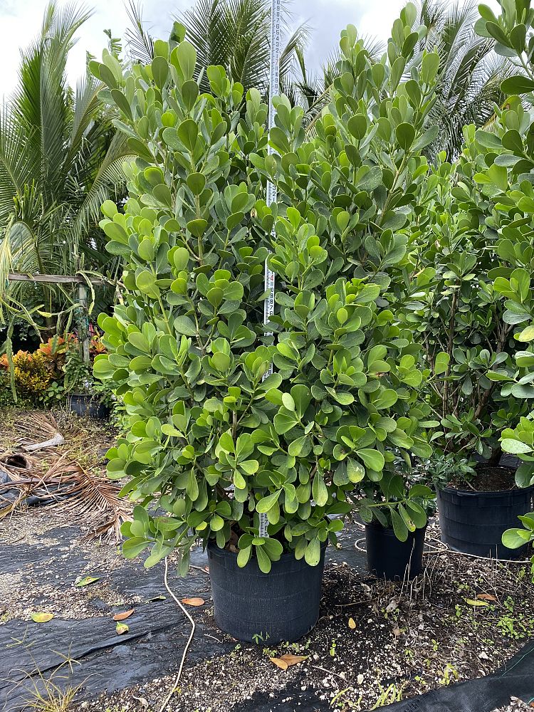 clusia-guttifera-small-leaf-clusia