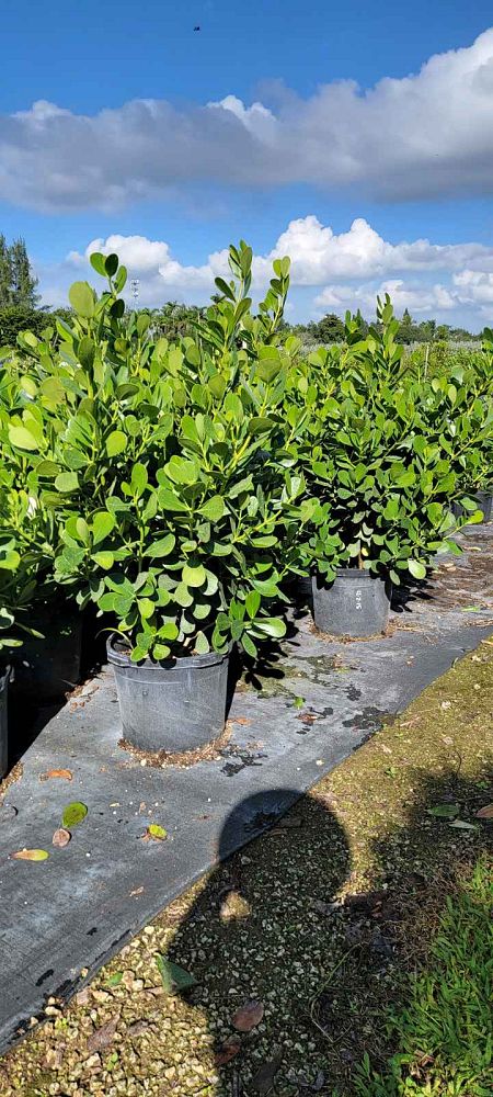 clusia-guttifera-small-leaf-clusia