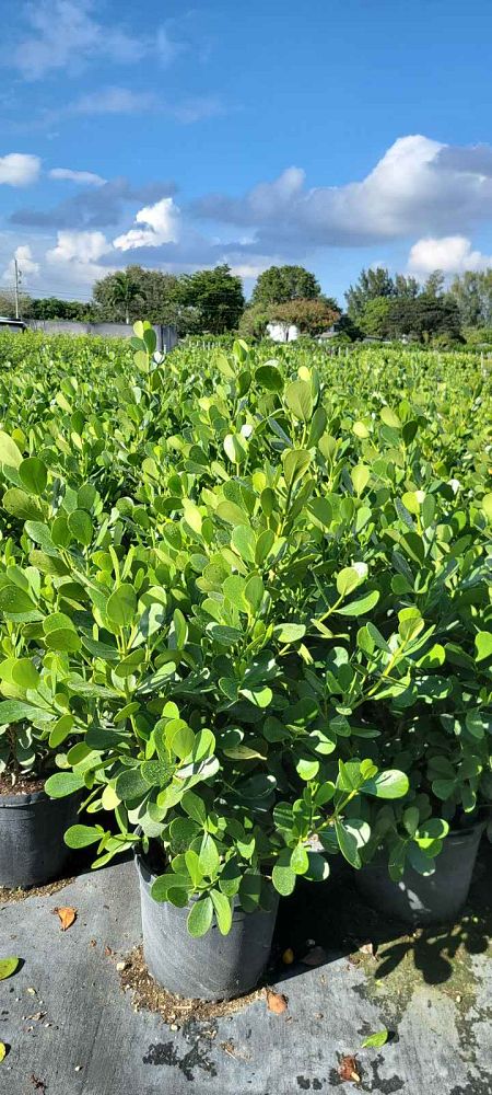 clusia-guttifera-small-leaf-clusia