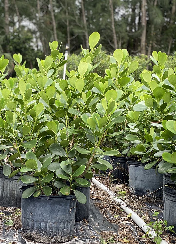 clusia-guttifera-small-leaf-clusia