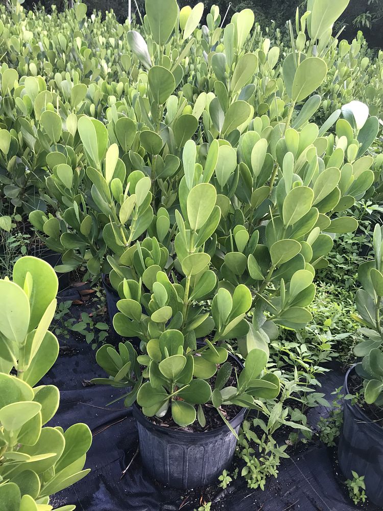 clusia-guttifera-small-leaf-clusia