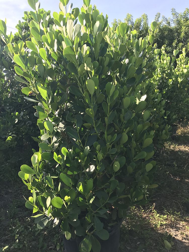 clusia-guttifera-small-leaf-clusia