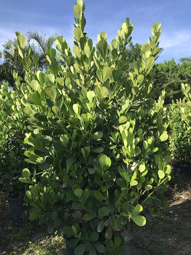 clusia-guttifera-small-leaf-clusia