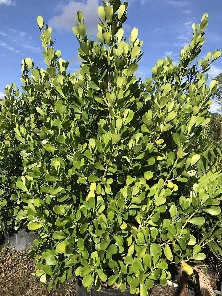 clusia-guttifera-small-leaf-clusia