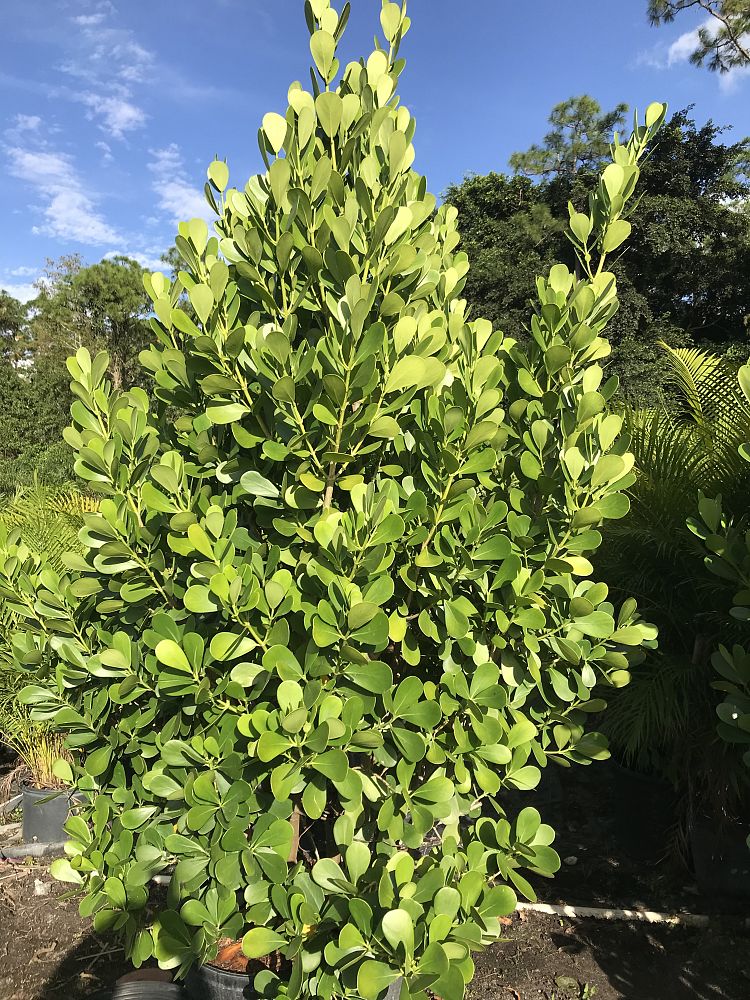 clusia-guttifera-small-leaf-clusia