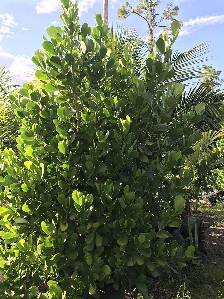 clusia-guttifera-small-leaf-clusia