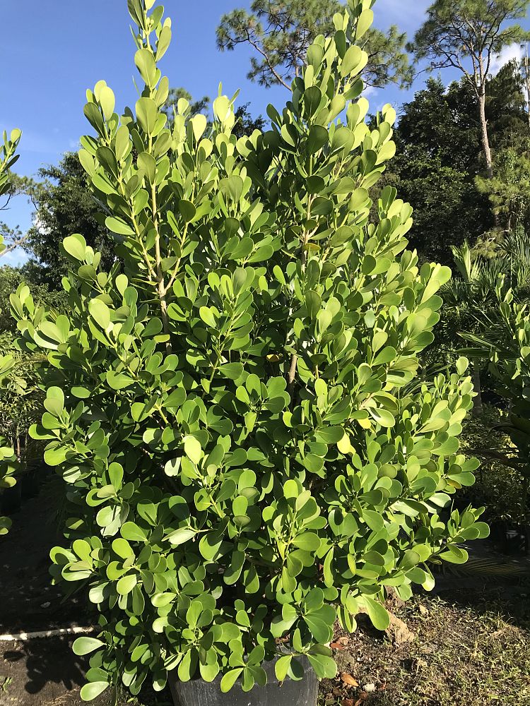 clusia-guttifera-small-leaf-clusia
