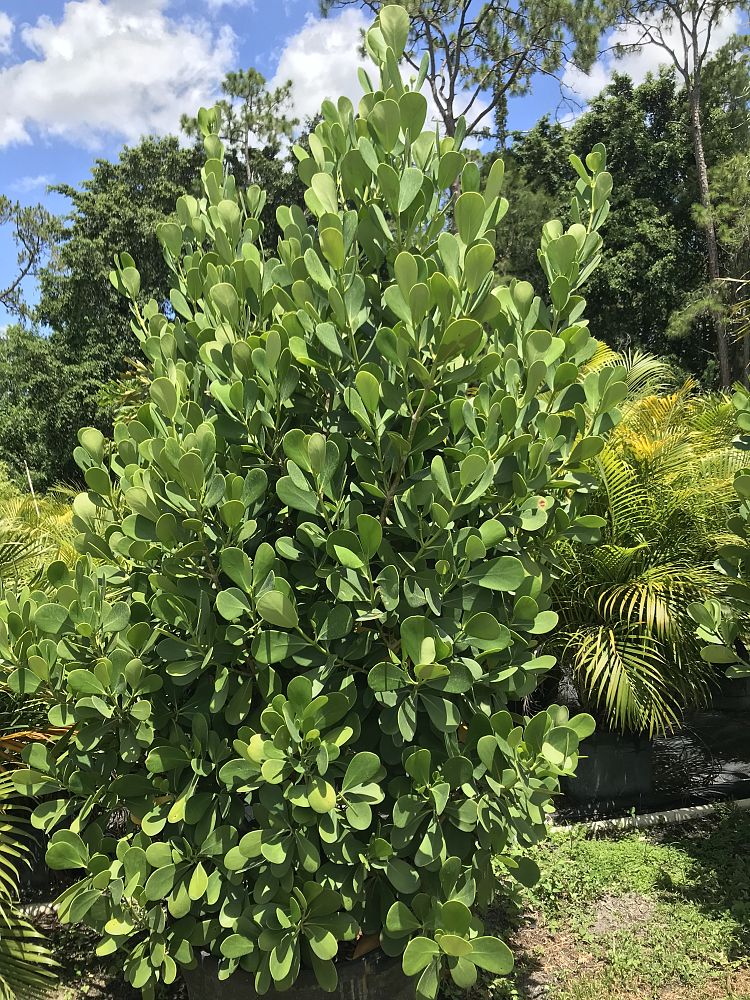 clusia-guttifera-small-leaf-clusia