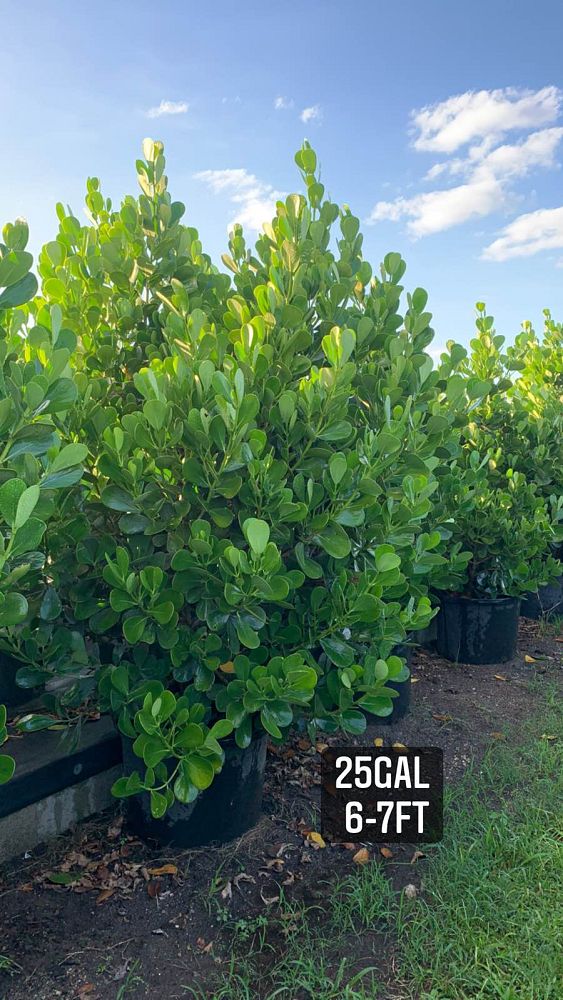 clusia-guttifera-small-leaf-clusia