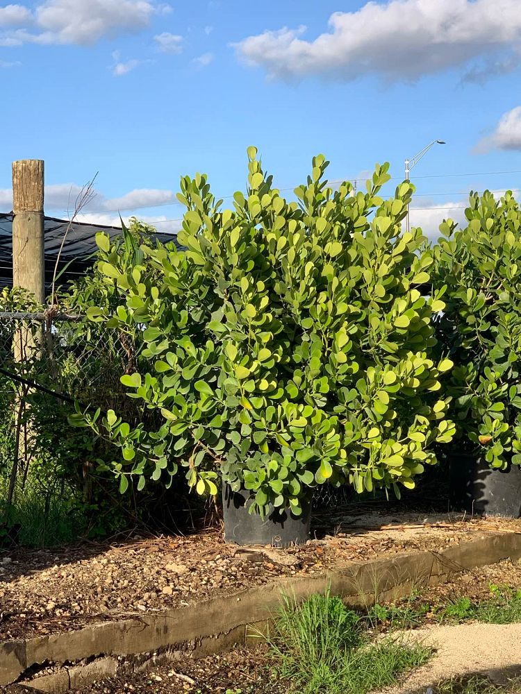 clusia-guttifera-small-leaf-clusia