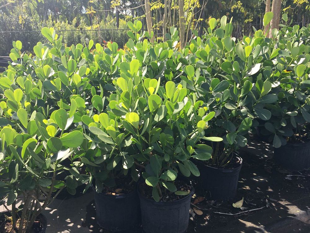 clusia-guttifera-small-leaf-clusia