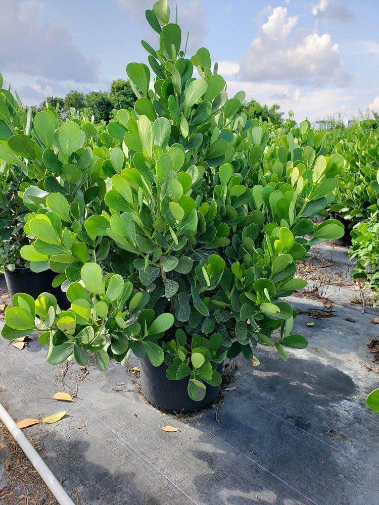 clusia-guttifera-small-leaf-clusia