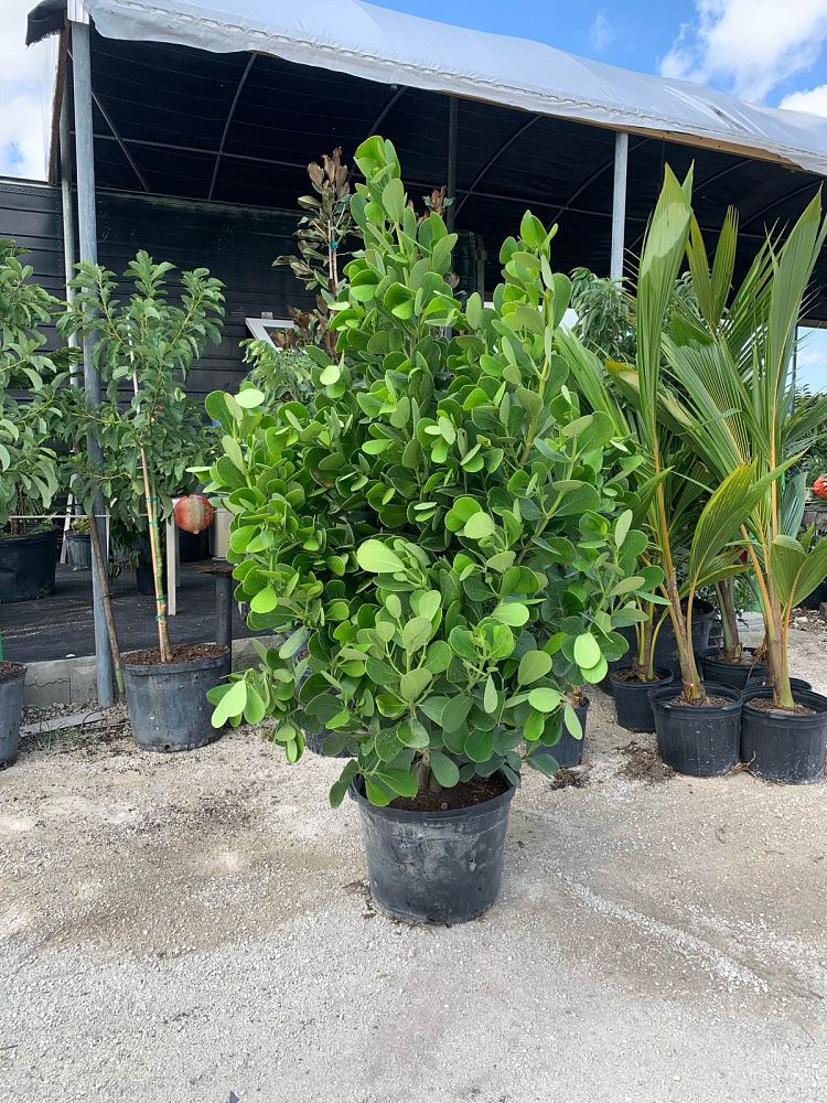 clusia-guttifera-small-leaf-clusia